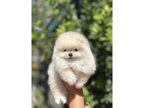 Pomeranian boo köpeğimiz