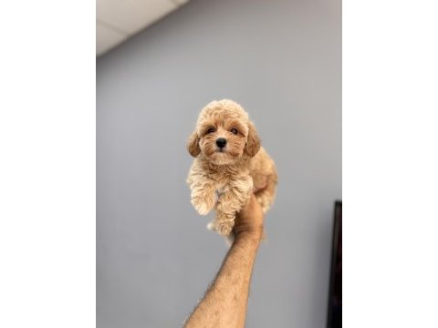 Üst düzey maltipoo yavrularımız