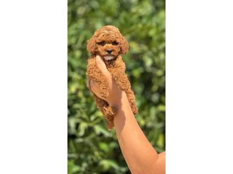 Toy poodle