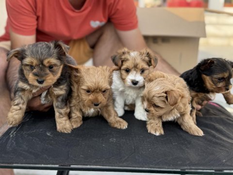 Show kalite tea cup morkie yavrular ziyarete açık