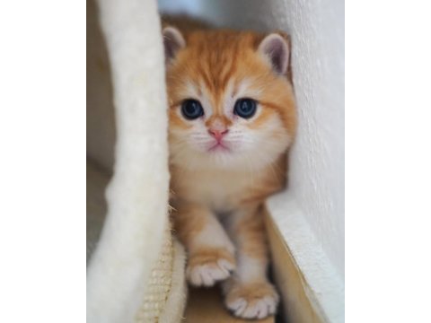 Altın parlaklığında golden british shorthair 