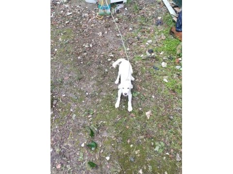 Köpeğimiz pablo için kalıcı yuva arıyorum acil durum!