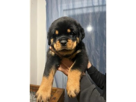 Fcı şecereli rottweiler yavrularımız