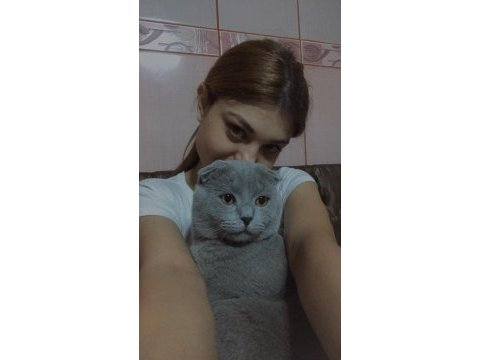 Erkek scottish fold kedimi sahiplendireceğim
