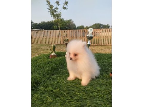 Pomeranian yavrularımız her ile gönderim sağlanır