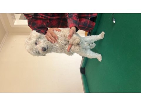 Maltese terrier 1 numara