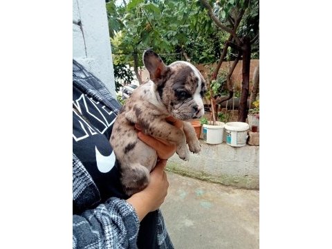 Merley french bulldog yavrular kalite