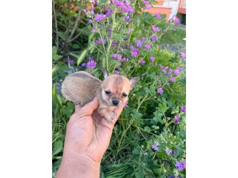 Antalya chihuahua