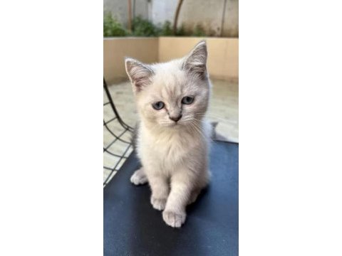 3 aylık british shorthair blue point yavru