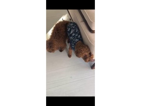 1 dişi ve 1 erkek poodle 10 günlükler rezerveye açıklardır