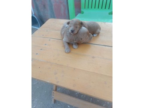 Maltipoo teriyer