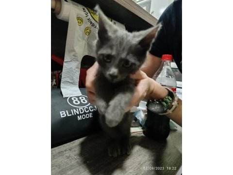 2.5 aylık erkek russian blue