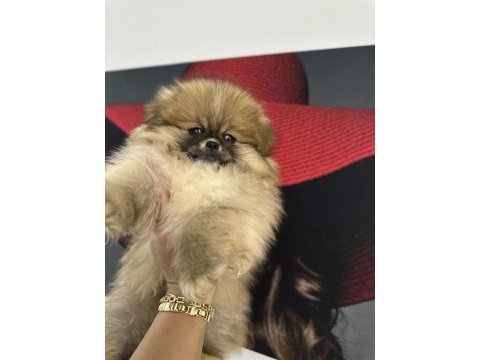 Pomeranian boo orjinal