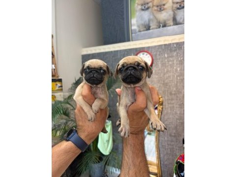 Biblo pug prensesler