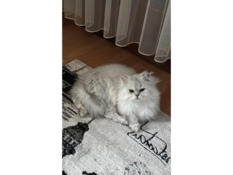 Tam bi prens british longhair
