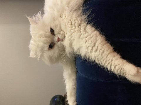 Chinchilla kedim için dişi prenses bulmak için