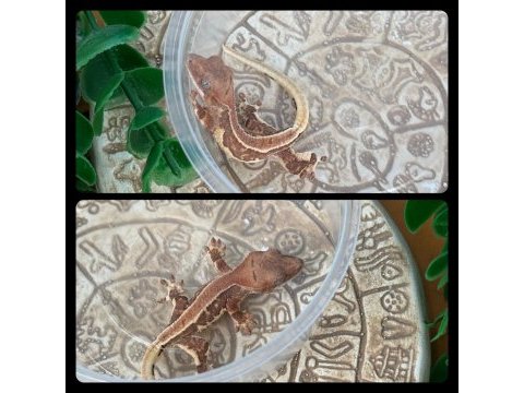 Crested gecko yavrular