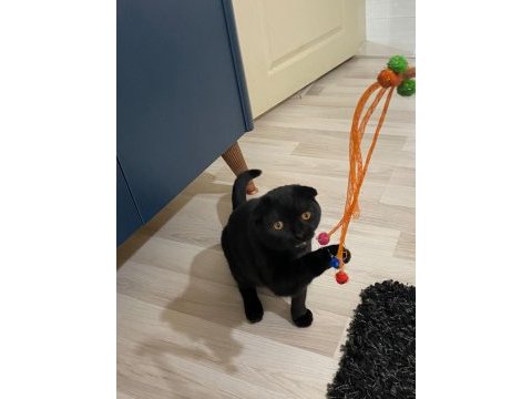 Scottish fold yavru çok güzel akıllı