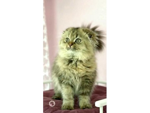 Highland scottish fold
