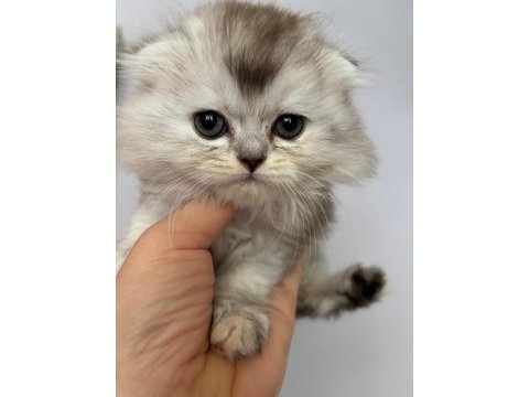 Scottish fold - longhair dişi ve erkek yavrular