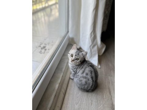 British shorthair erkek 5 aylık kedim