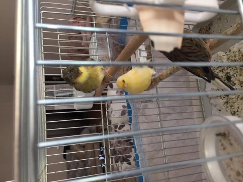 Kanarya gloster ve timbrado