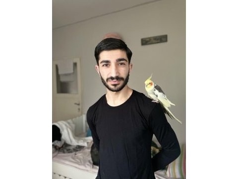 6 aylık sultan papağanı