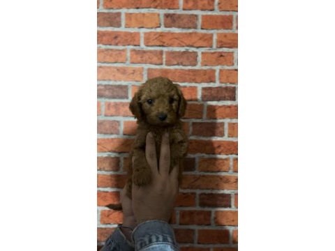 Erkek poodle bebekler garantili