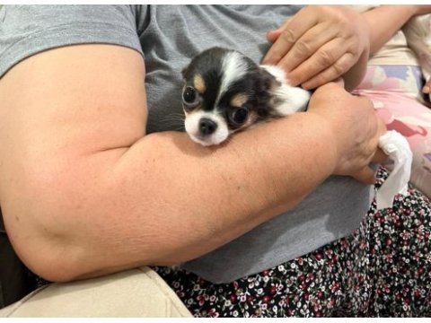 Mini boy erkek chihuahua | aşıları tam | ev üretimi