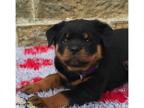 Koca kafa dev rottweiler yavruları