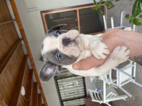 Mavi gözlü french bulldog bebekler