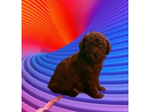 Kore toy poodle yavrularımız 