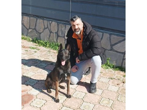 Bir başkadır belçika kurdu beslemek