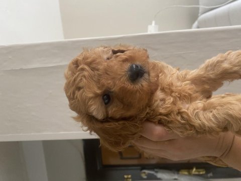 Toy poodle erkek