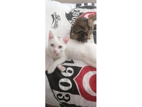 Satılık cins yavru kedimiz