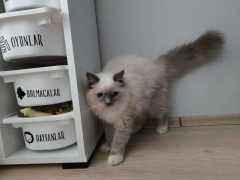 Ragdoll bebiş