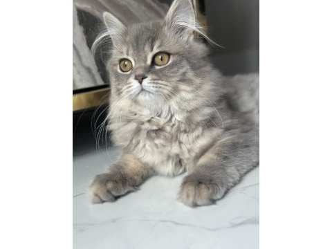 British longhair 4 aylık dişi
