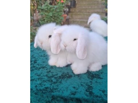 Hollanda lop ve cüce tavşanlarım gelmiştir