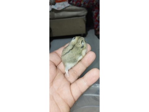 Özel renk dwarf hamster