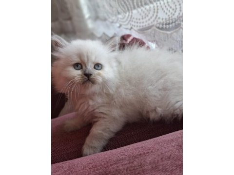 Safkan himalayan sağlıklı yavru