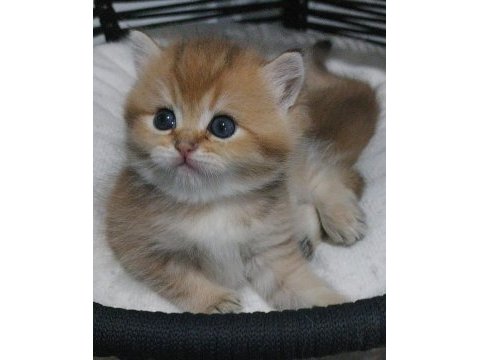 Ny11 black golden british shorthair safkan