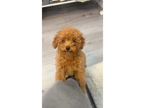 Orjinal toy poodle yavrumuz boi