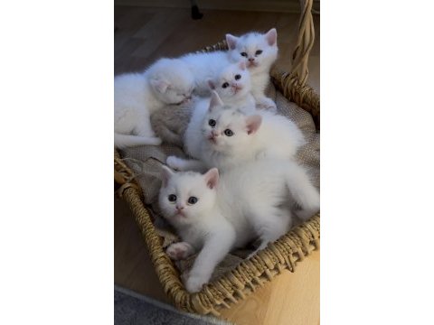 Kedilerimize yeni güzel yuvalar arıyoruz ☺️