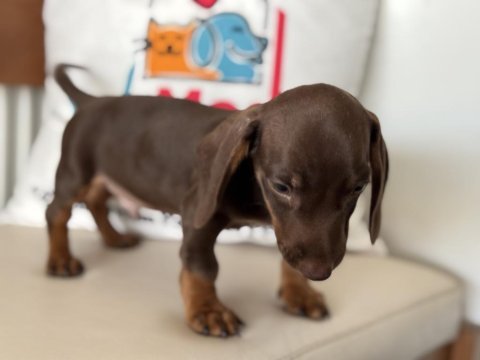 Petmode köpek çiftliğinden dachshund yavrumuz