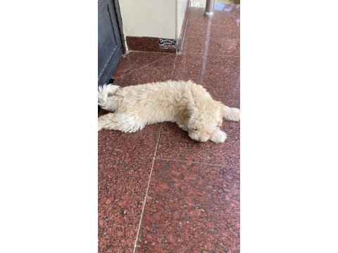 Maltipoo hiçbir sağlık sorunu yok