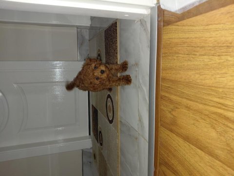 Poodle köpeğim 50 günlük