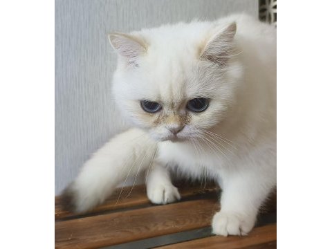 British shorthair ny 12 33 erkek