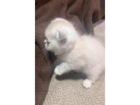 Sevimli sevimli scottish fold bebek yeni sahibini bekliyor