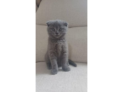 1 ocak doğumlu scottish fold yavrularımız