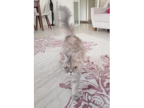 Acil sahiplendirilecek british longhair